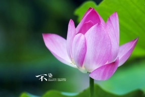 开云体育在线-2023年乒乓球世界杯即将开赛，赛事热点分析，乒乓球世界杯2023在哪