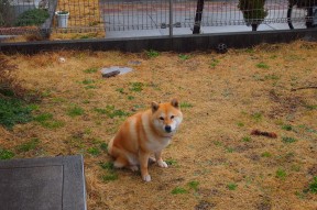 开云体育app官网-中国三人篮球男队战术变化多样 灵活应对比赛，三人篮球中国男队名单