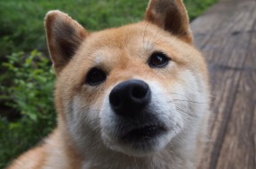 开云体育在线-中国香港队在国际乒联混合团体世界杯中如何逆袭强敌，乒乓香港队