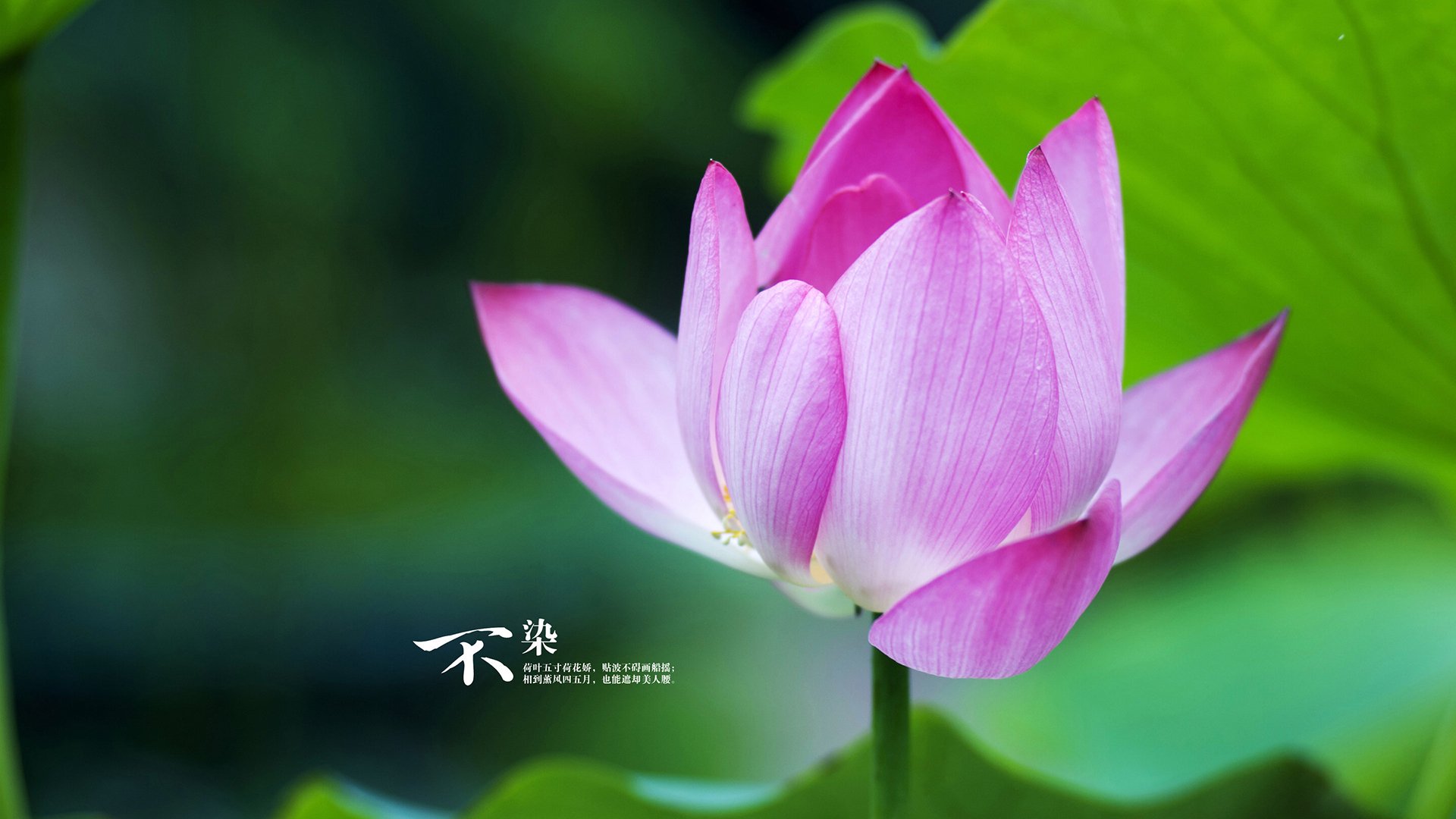 2023年乒乓球世界杯即将开赛,赛事热点分析,乒乓球世界杯2023在哪