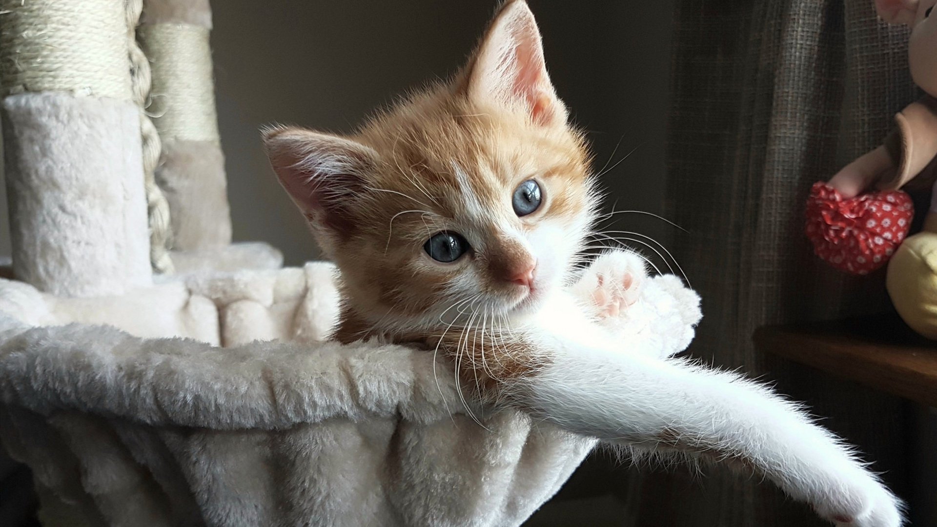 CBA赛场再现绝杀 高强度对抗引关注，cba绝杀视频回放