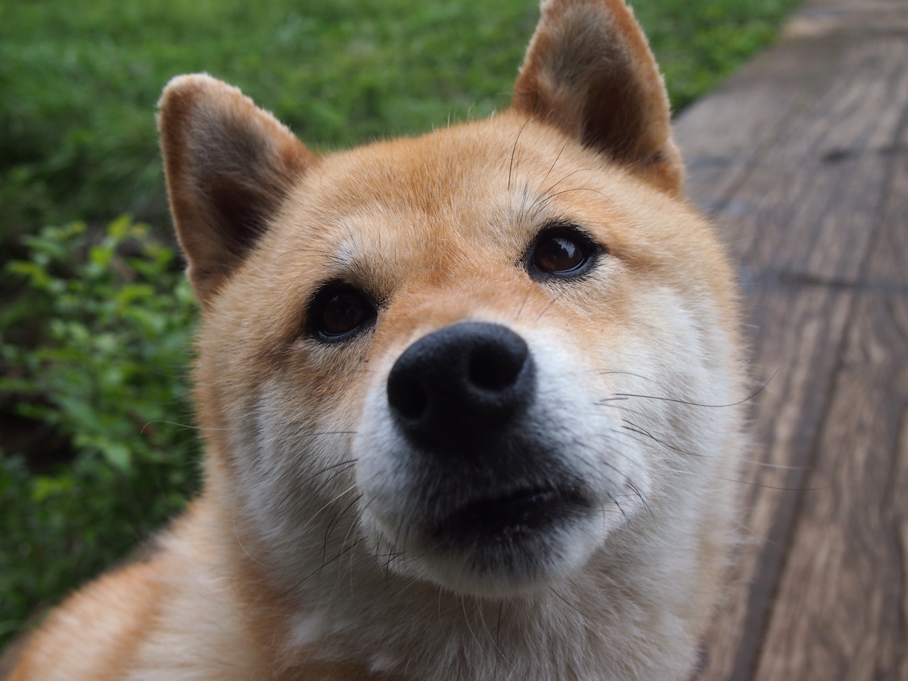 中国香港队在国际乒联混合团体世界杯中如何逆袭强敌，乒乓香港队