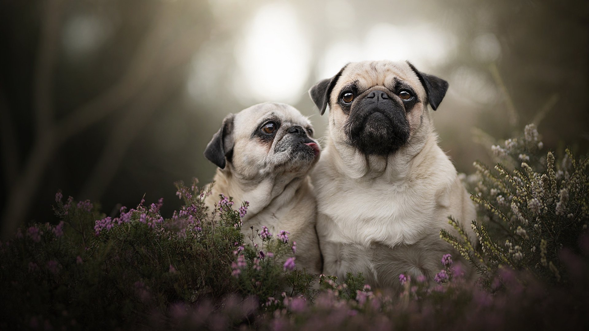 西雅图海湾者球员逐渐成熟，未来光明，美国西雅图海湾人足球队战绩