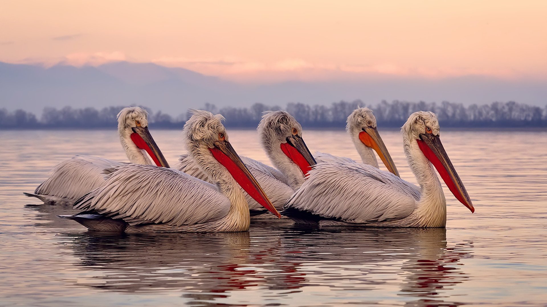 西雅图海湾者球员逐渐成熟，未来光明，美国西雅图海湾人足球队战绩
