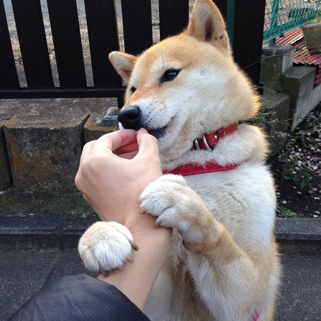 青训政策对足球发展影响，青训政策对足球发展影响分析