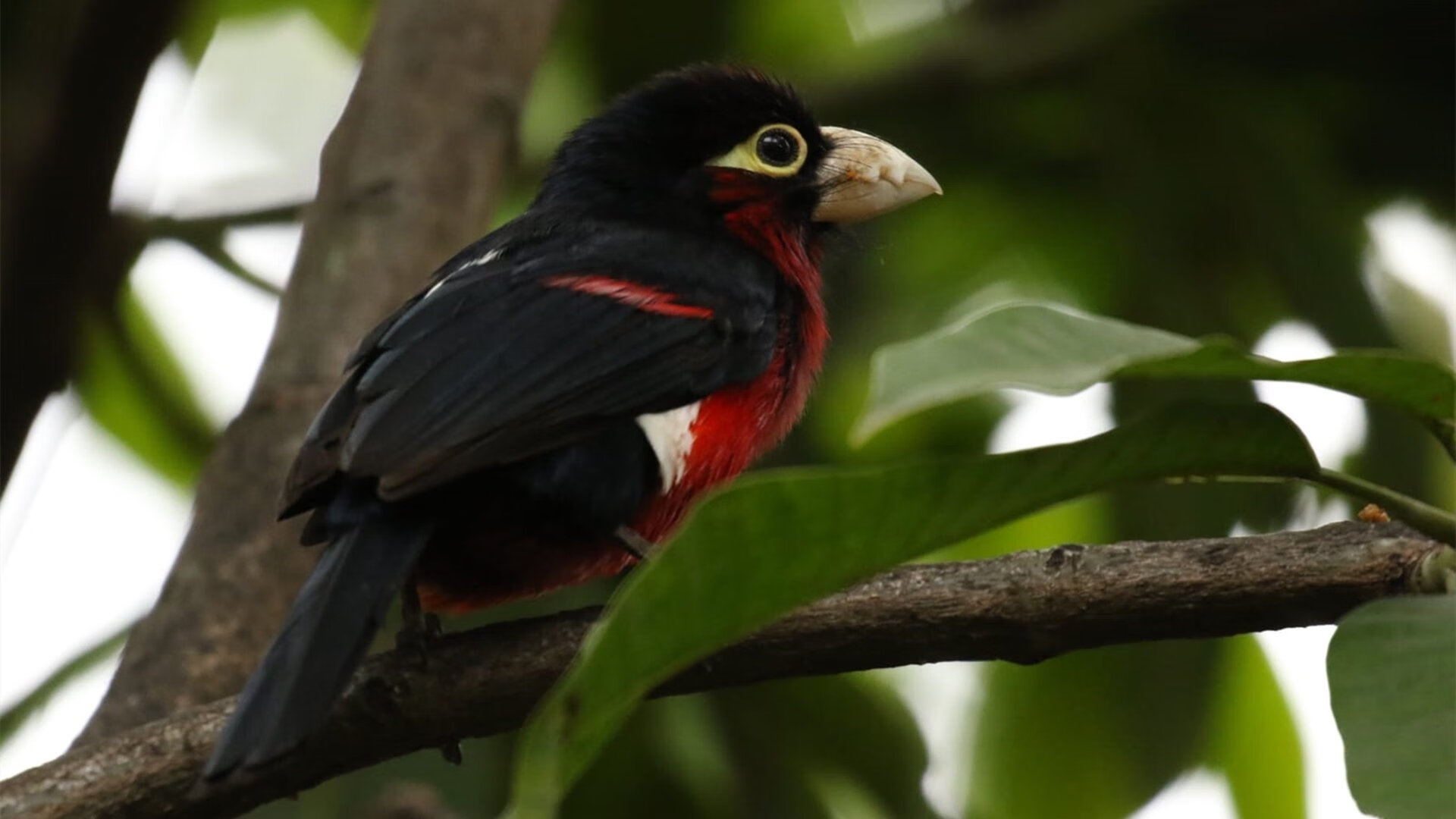 青训政策对足球发展影响，青训政策对足球发展影响分析